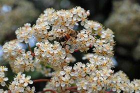 abeille-photinia280422-002.jpg