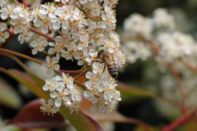 abeille-photinia280422-003.jpg