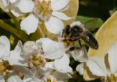 abeille160420_3808.jpg