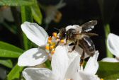 abeille160420_3810.jpg