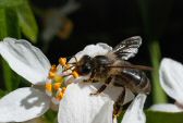 abeille160420_3811.jpg