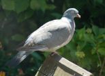 anim-pigeon-006.jpg