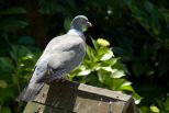 anim-pigeon-010.jpg