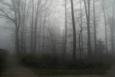 brouillard-010.jpg