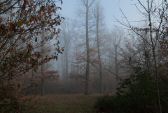 brouillard-024.jpg