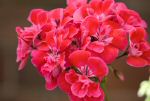 fleur100910-016.jpg