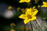 fleur110910-003.jpg