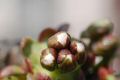 fleurcerisier_5597.jpg