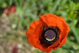 fleurcoquelicot-001.jpg