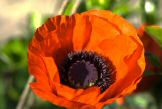 fleurcoquelicot-003.jpg