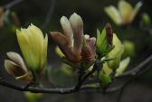 fleurmagnolia-065r.jpg