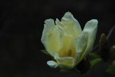 fleurmagnolia-082r.jpg