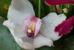 fleurorch5_0725.jpg