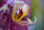 fleurorch6_0734.jpg