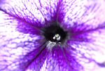 fleurpetunia_1296.jpg