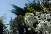 fleurprintemps-019.jpg
