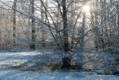 foret091217-004.jpg