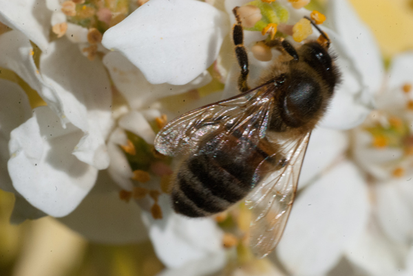 abeille160420_3805.jpg