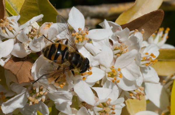 abeille160420_3807s.jpg