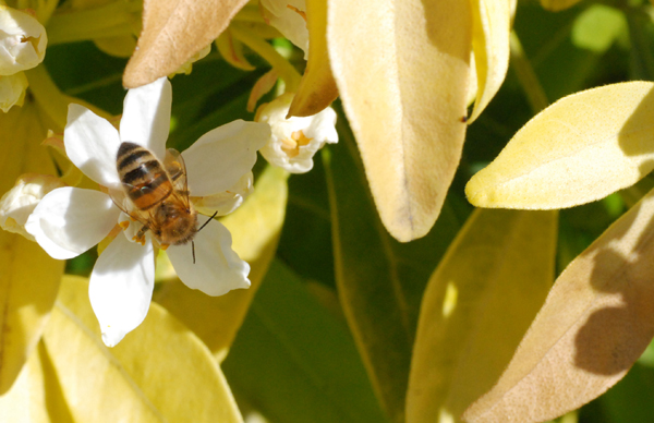 abeilles050420--002.jpg