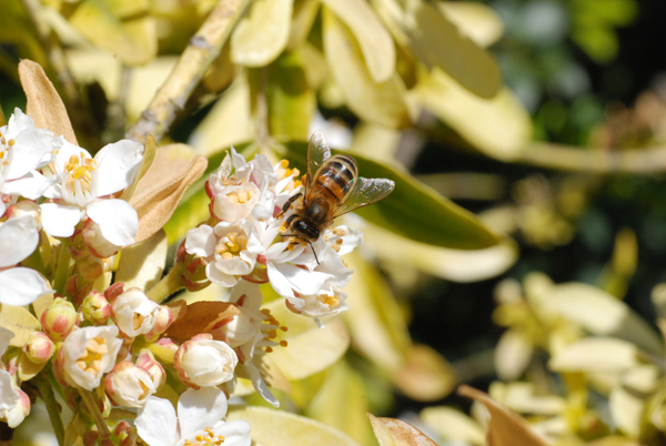 abeilles050420--006.jpg