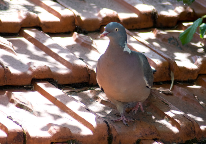 anim-pigeon-003.jpg