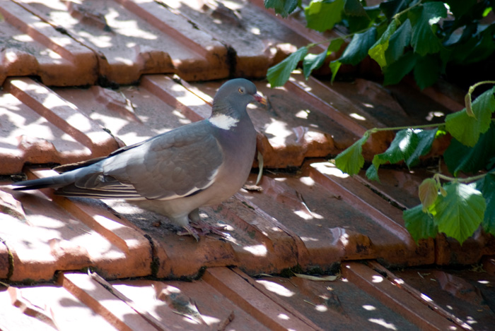 anim-pigeon-004.jpg