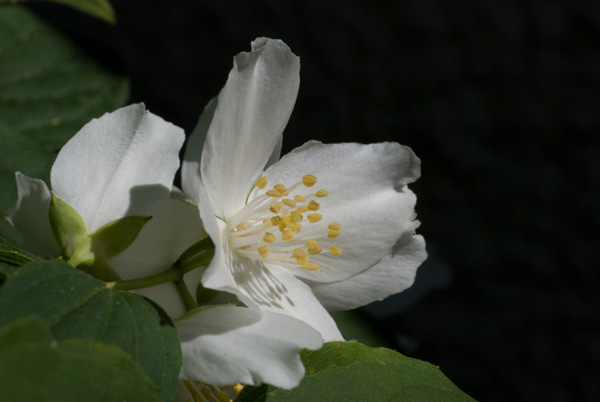 fleur-sringa-009.jpg