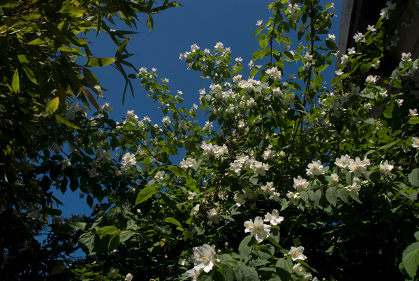 fleur-sringa-030.jpg