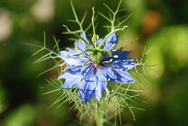 fleur071701-005.jpg