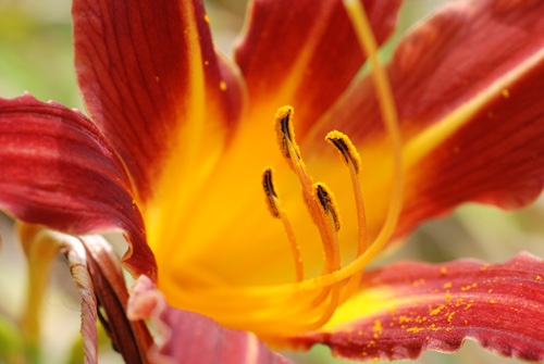 fleur_7114.jpg