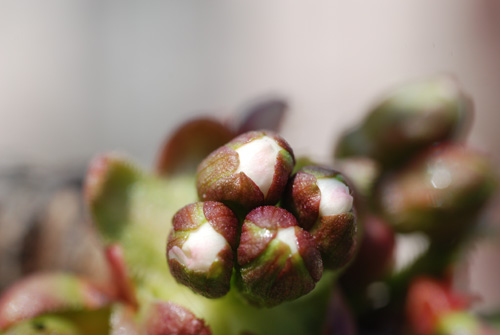 fleurcerisier_5597.jpg