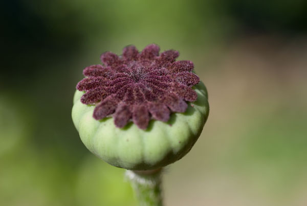 fleurcoquelicot-005.jpg