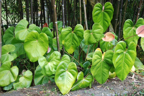 fleureu_8867.jpg