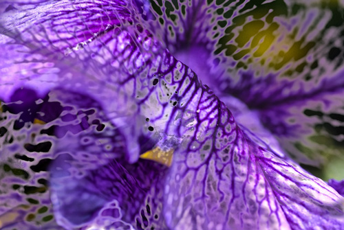 fleurhdr-01petunia.jpg