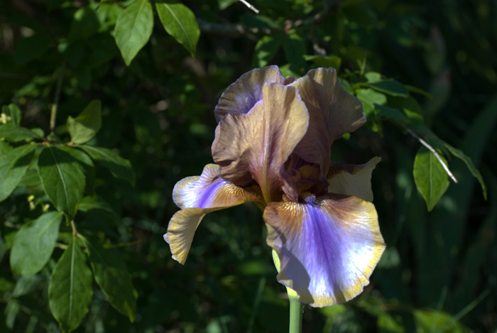 fleuriris-010r.jpg