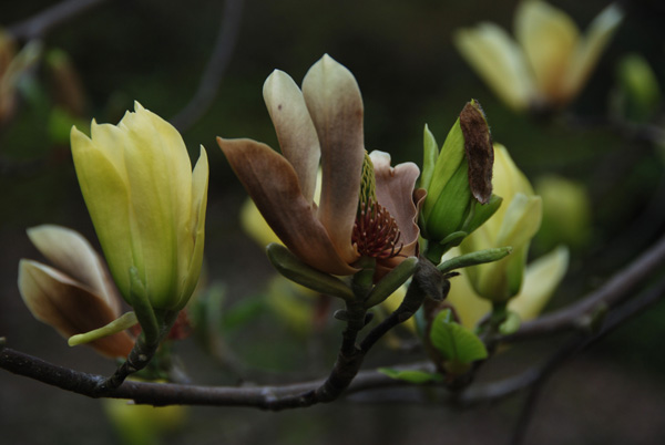 fleurmagnolia-065r.jpg