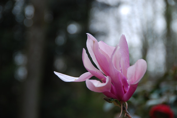 fleurmagnolia-076.jpg