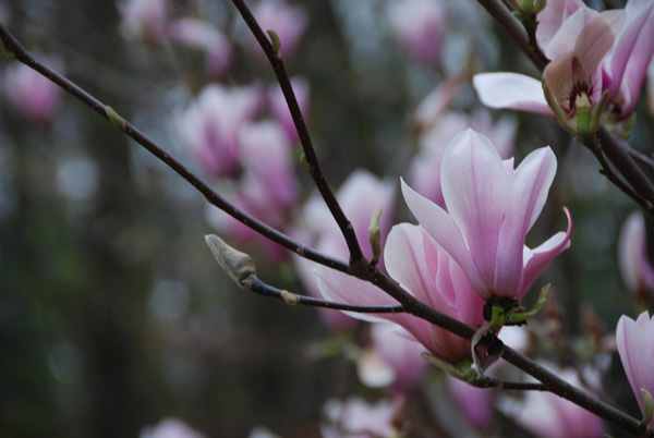 fleurmagnolia-079.jpg