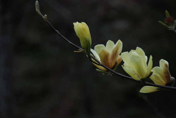 fleurmagnolia-081.jpg