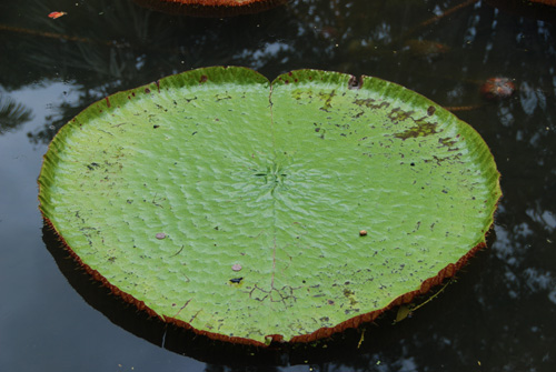 fleurmau_9097.jpg