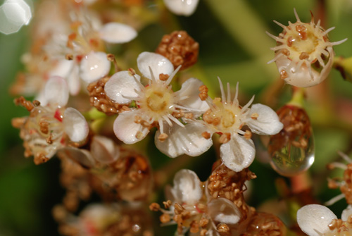 fleurperle_6240.jpg
