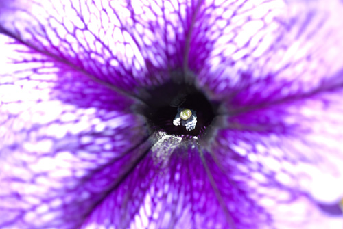 fleurpetunia_1296.jpg