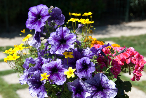 fleurpetunia_1298.jpg