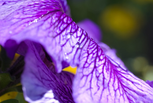 fleurpetunia_1307.jpg