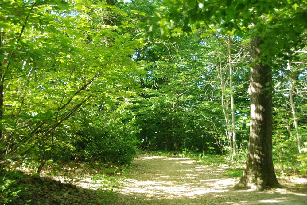 foret060522-009.jpg