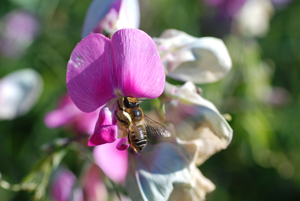 insecte071701-002.jpg