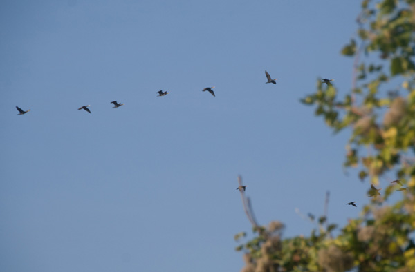 insooiseau-011.jpg