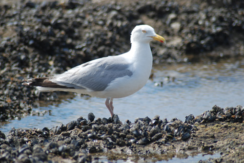 leoanimaux-goelargente_2209.jpg