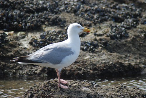 leoanimaux-goelargente_2211.jpg